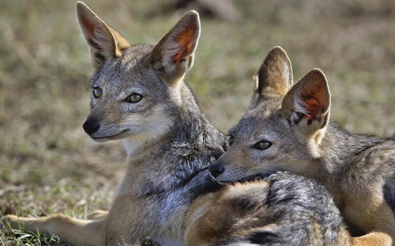 Two Black-backed Jackals — Gray, Calm