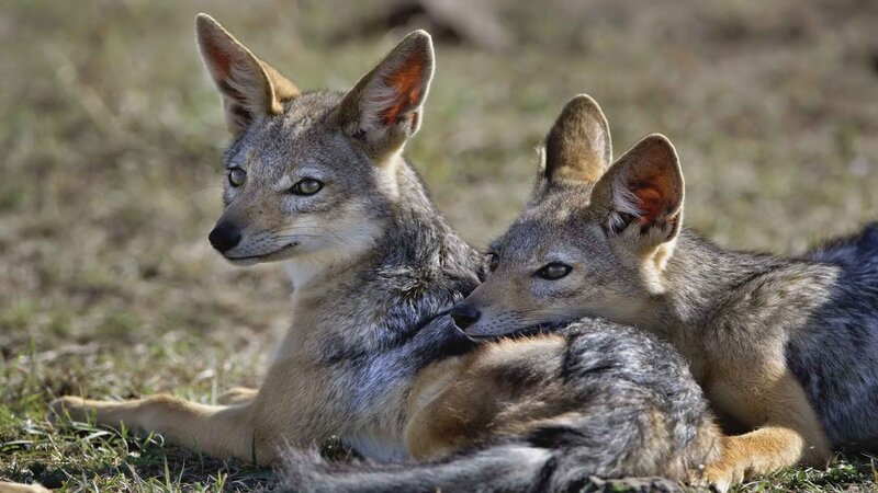 Two Black-backed Jackals