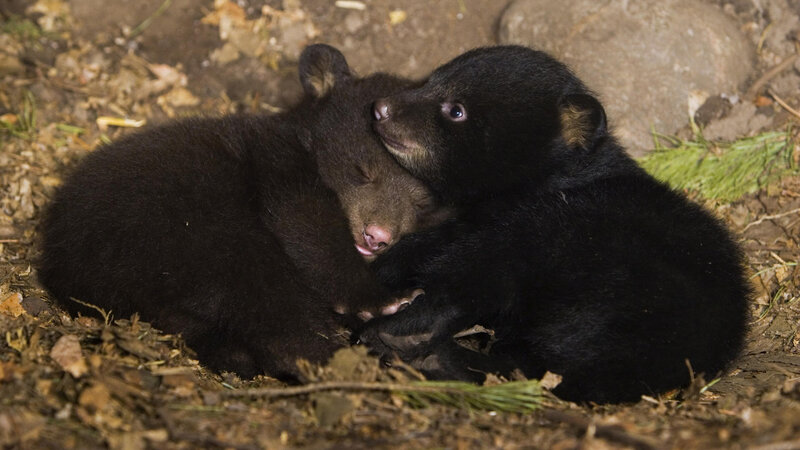 Two Black Bear Cubs — Calm