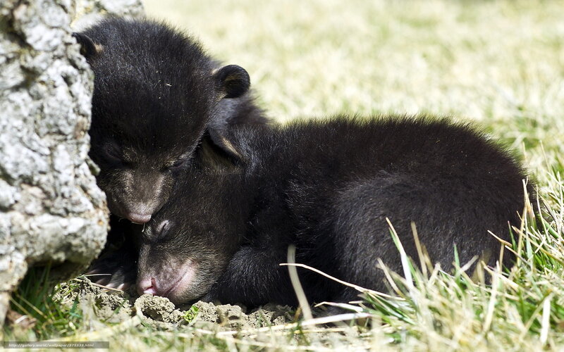 Two Black Bear Cubs — Peaceful