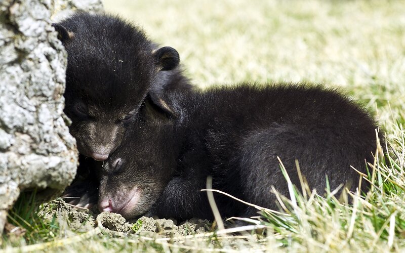 Two black bear cubs sleeping