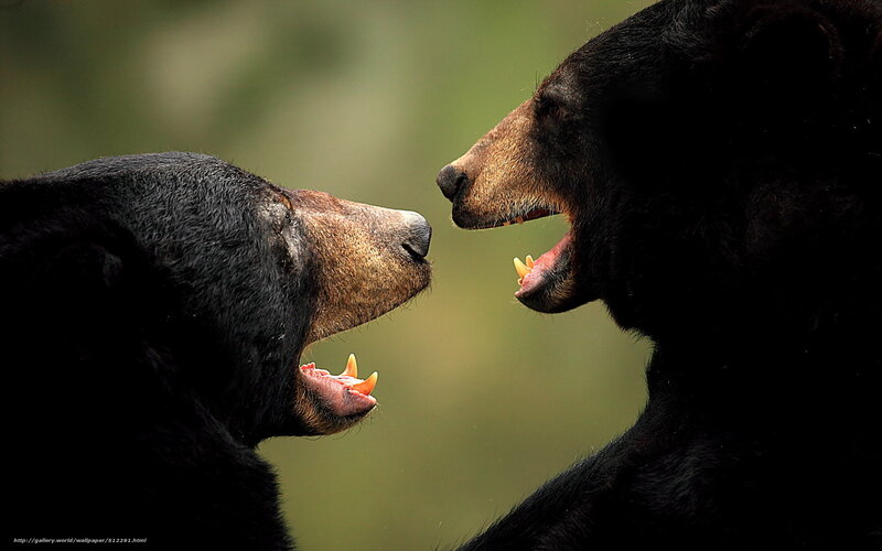 Two Black Bears Facing