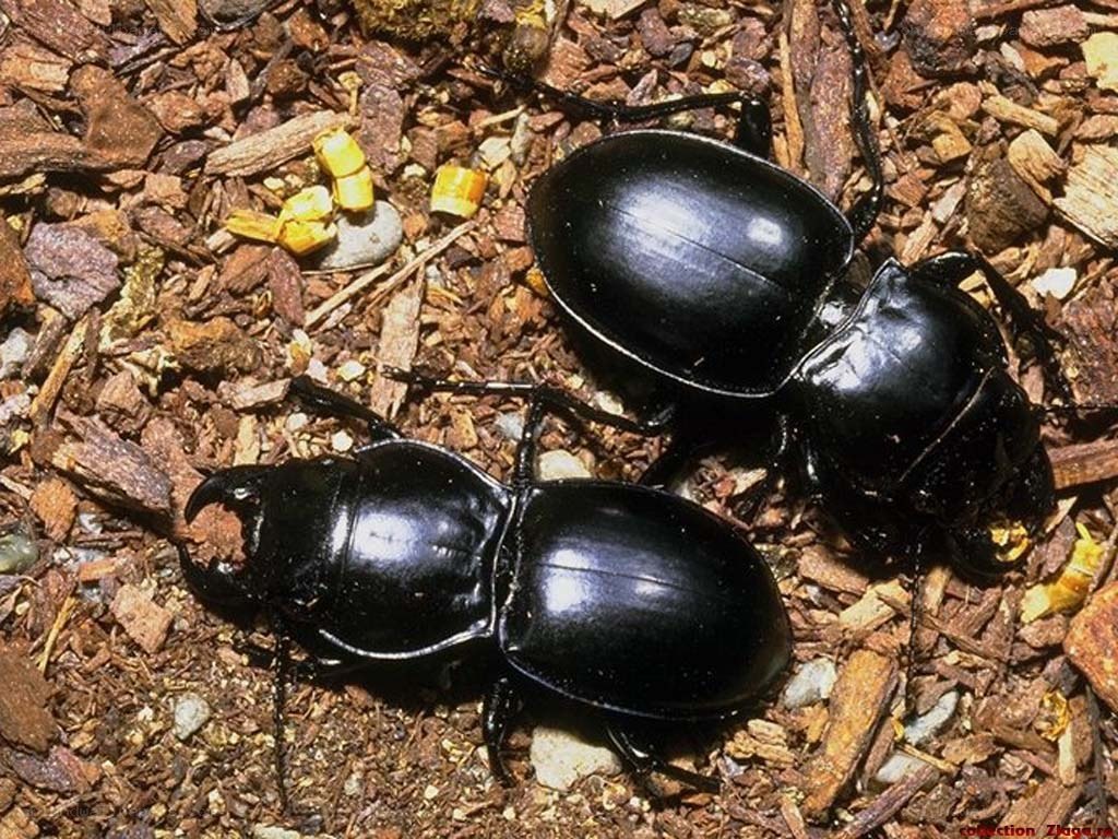 two black beetles on wood chips