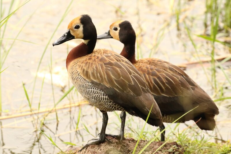 Two Black-bellied Whistling Ducks