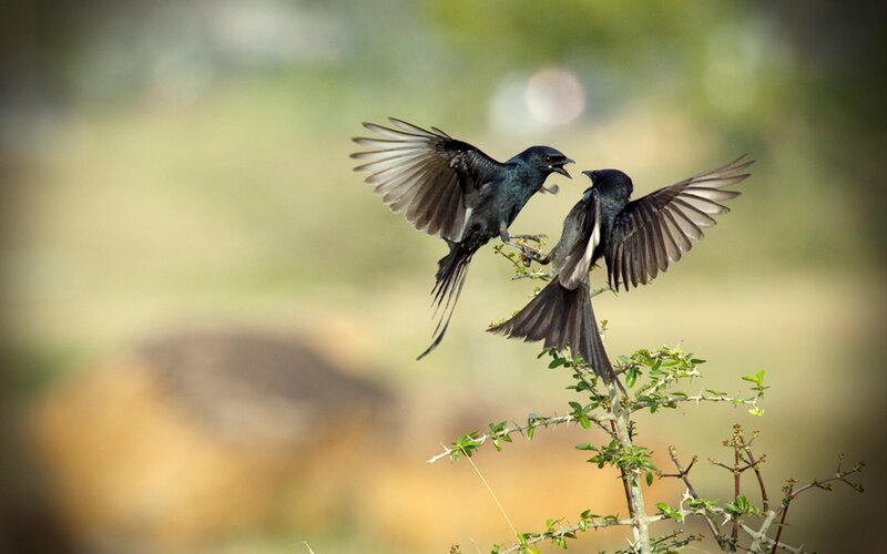 Two Black Birds Fighting