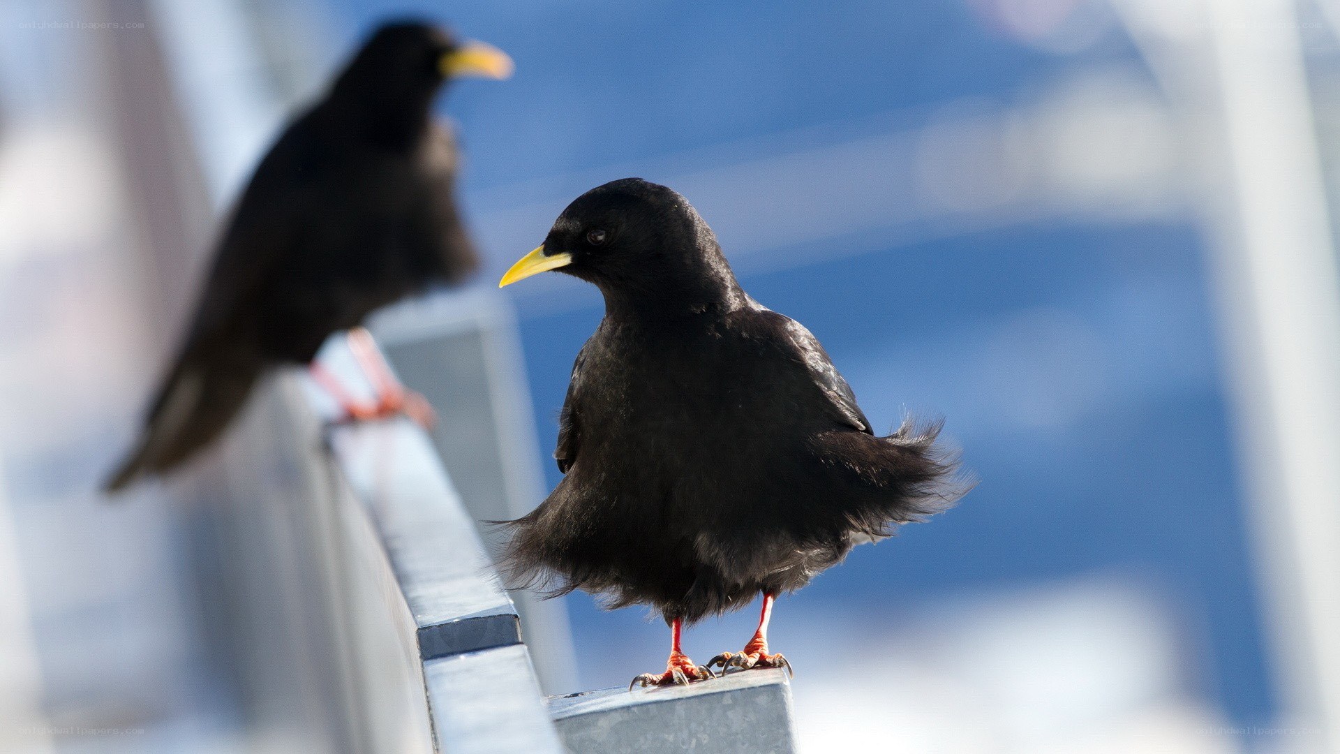 Two black birds on a railing