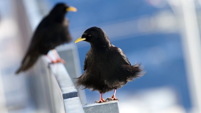 Two black birds on a railing