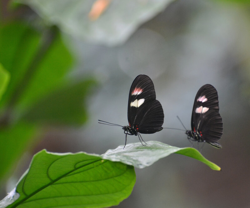Two Black Butterflies — Calm
