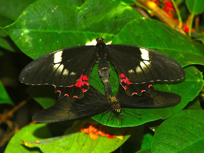 Two Black Butterflies — Natural