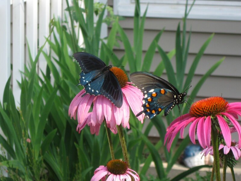Two Black Butterflies — Pink