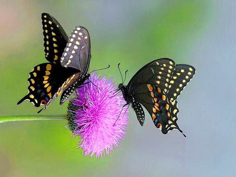 Two Black Butterflies — Purple
