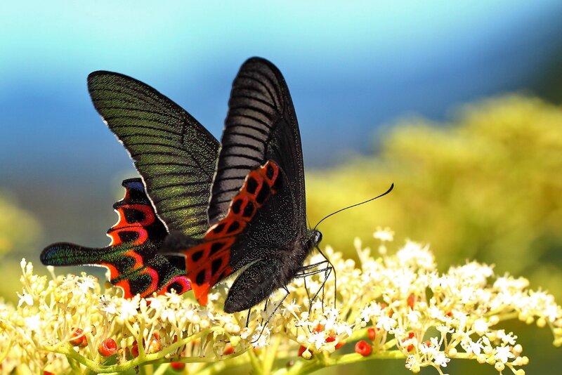 Two Black Butterflies — Serene, Afternoon