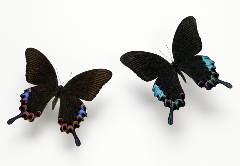 Two black butterflies with blue tails