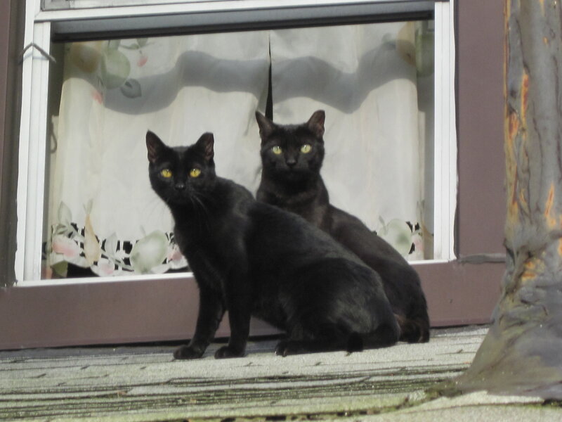 Two Black Cats — Calm, Afternoon