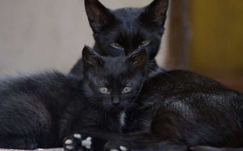 Two Black Cats — Calm, Photograph