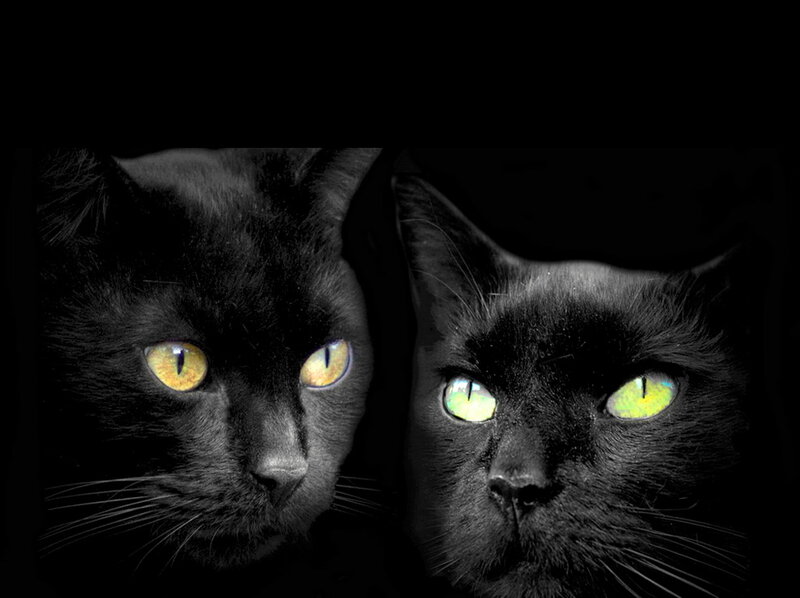Two Black Cats — Dramatic, Night
