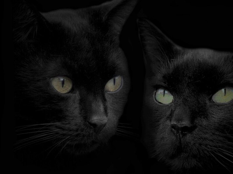 Two Black Cats — Dramatic