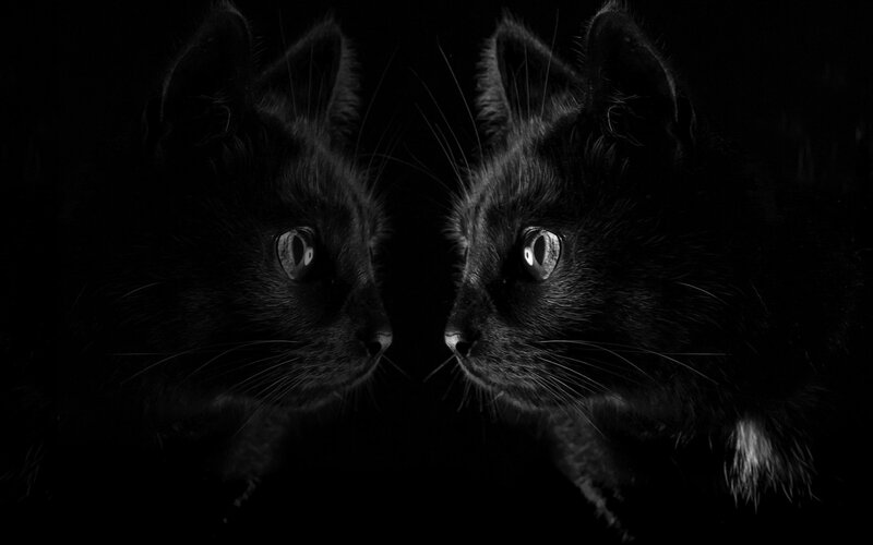 Two Black Cats Facing — Dramatic