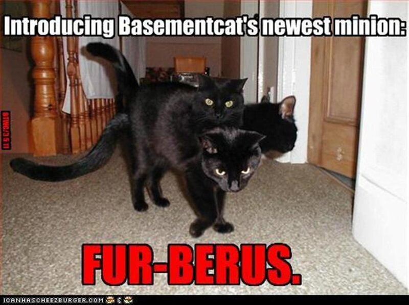 Two Black Cats — Humorous