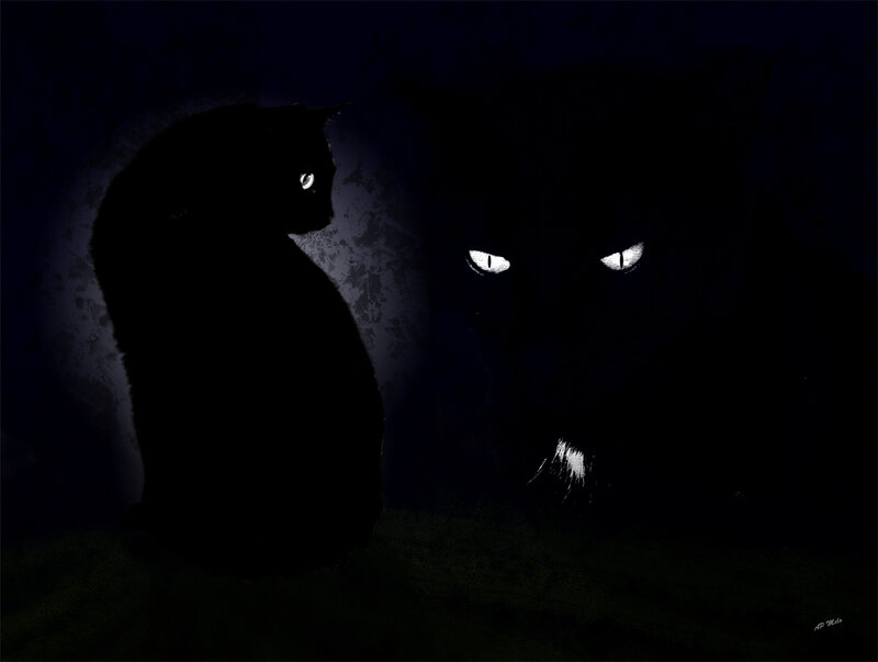 Two Black Cats — Mysterious, Night