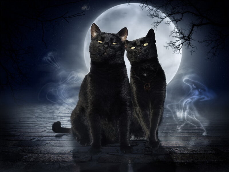 Two Black Cats — Mysterious