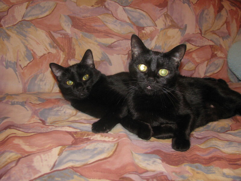 two black cats on a couch