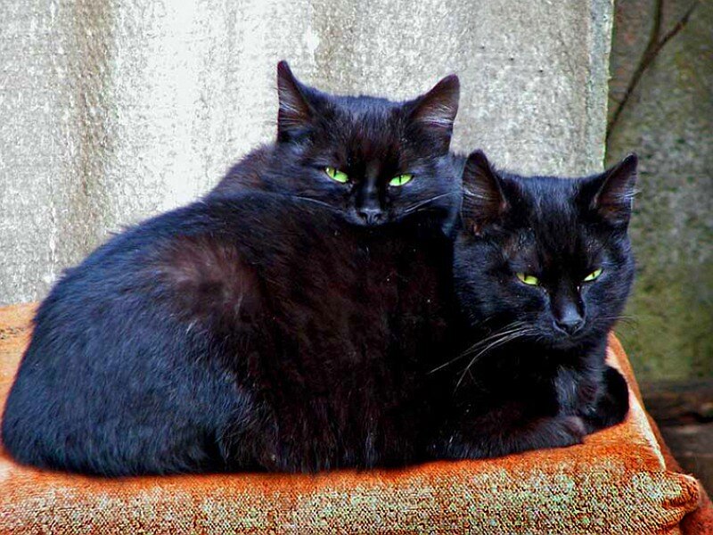 Two black cats on a cushion