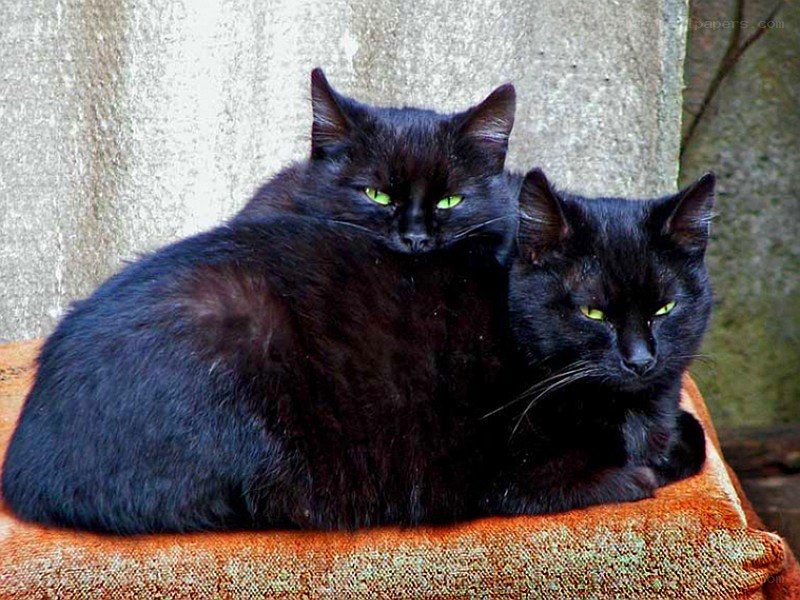 Two black cats on a cushion