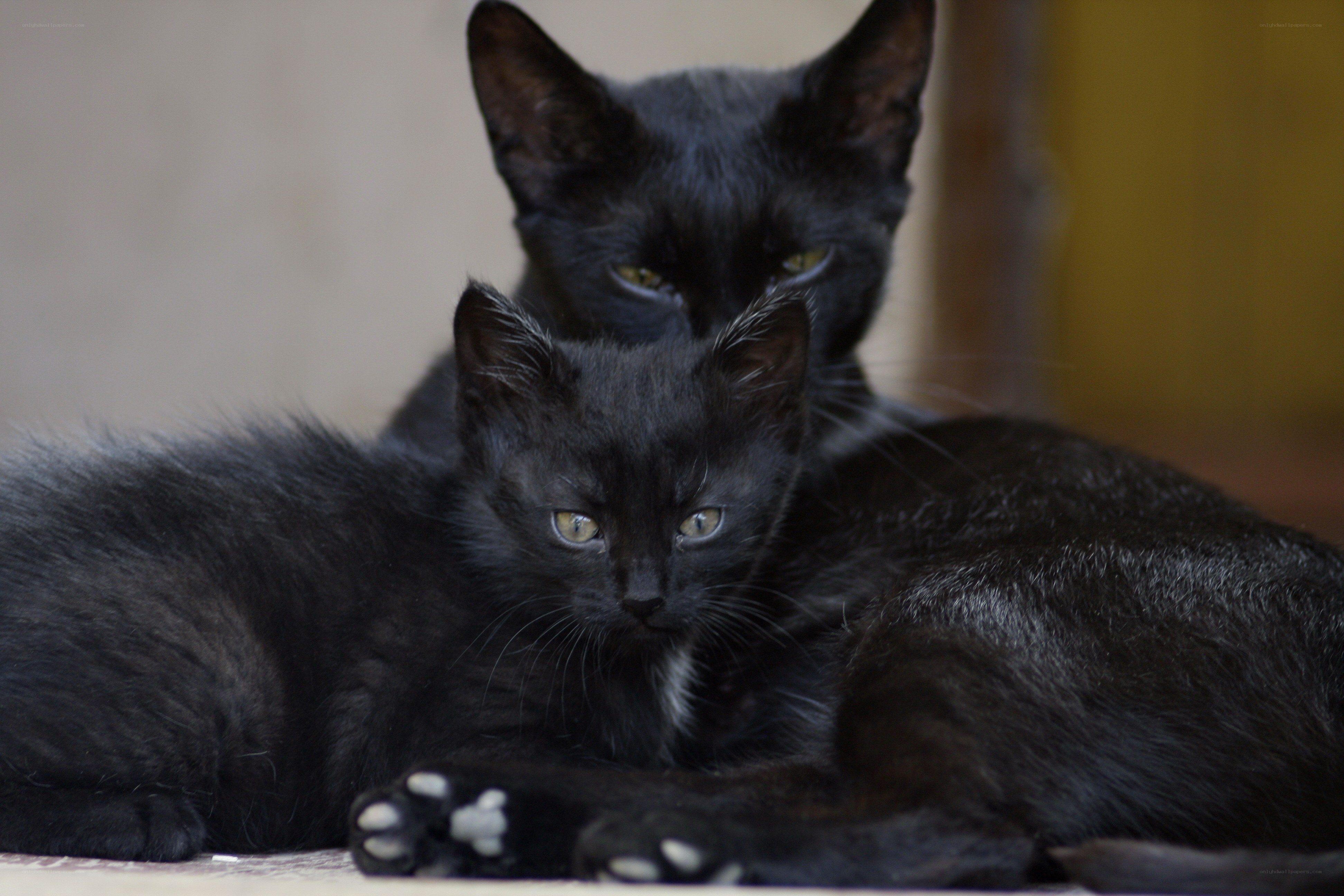 Two black cats resting together