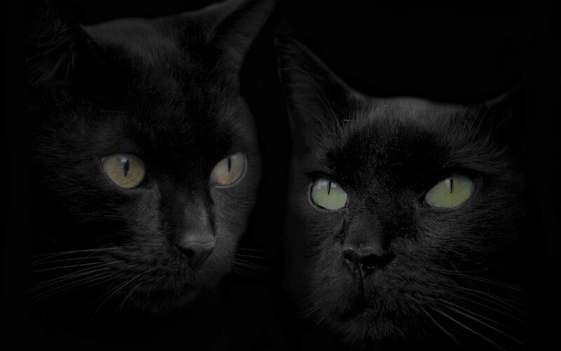 Two Black Cats