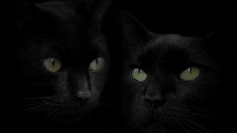 two black cats with glowing eyes