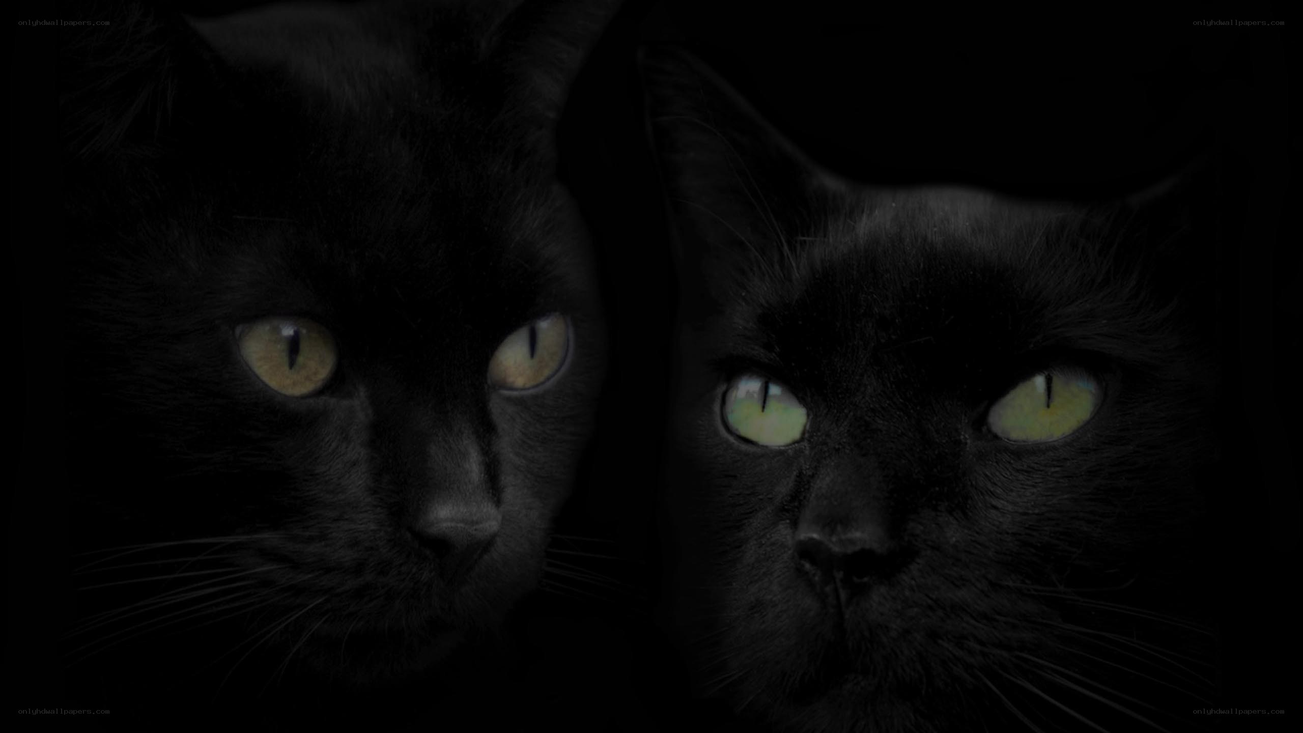 two black cats with glowing eyes