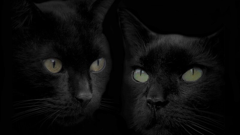 two black cats with glowing eyes