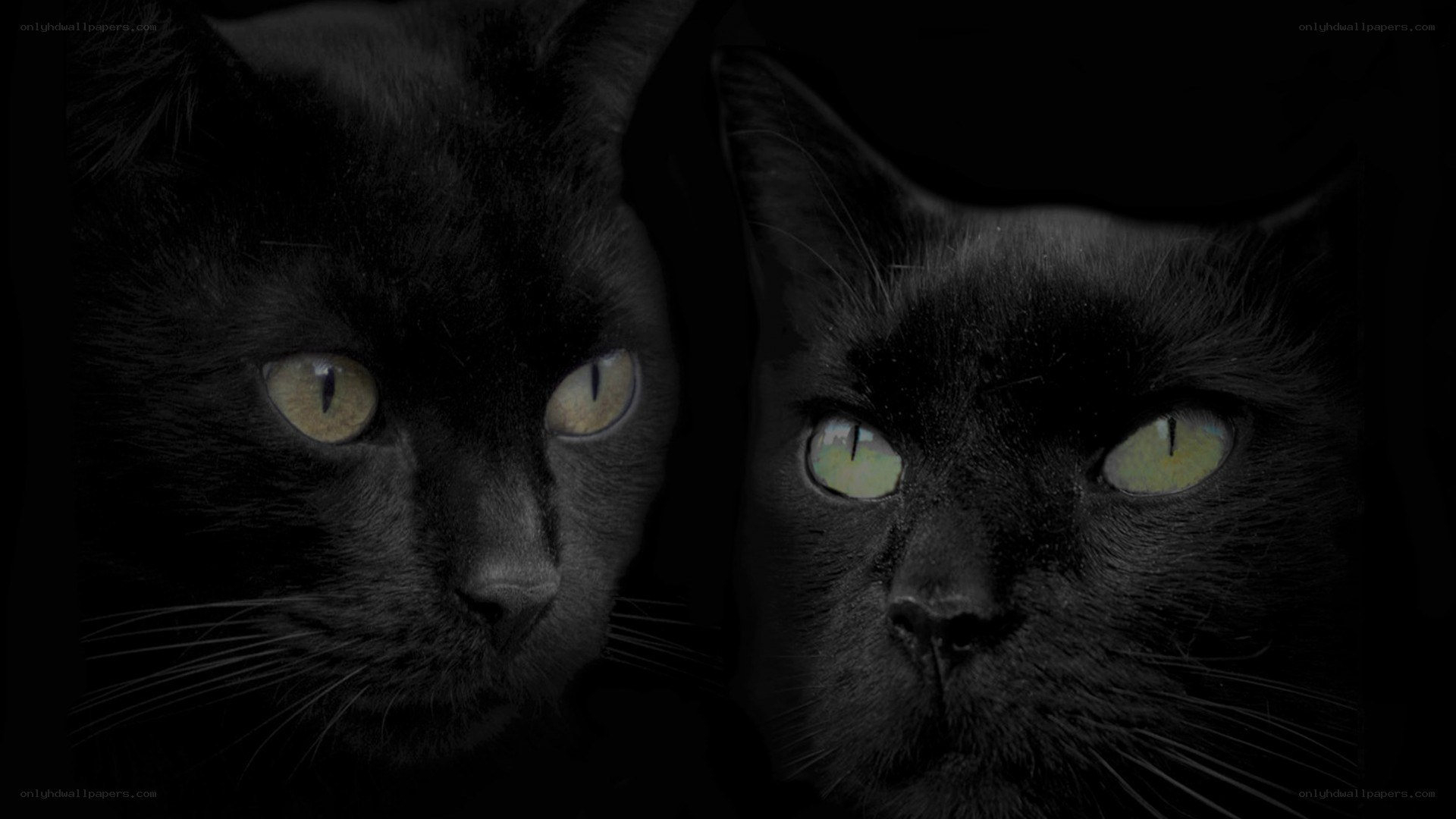 two black cats with glowing eyes