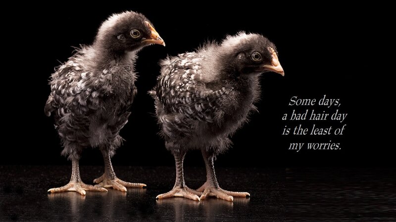 Two Black Chicks
