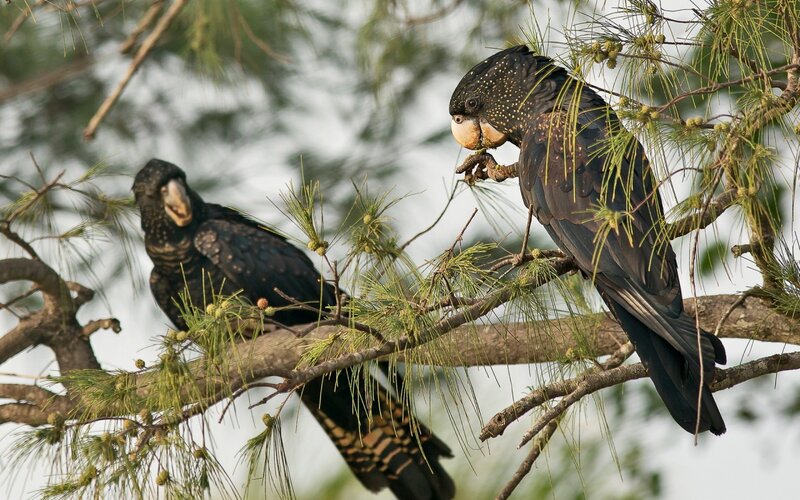 Two Black Cockatoos