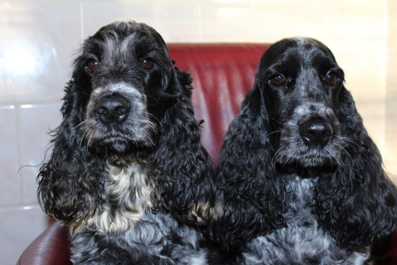 Two Black Cocker Spaniels