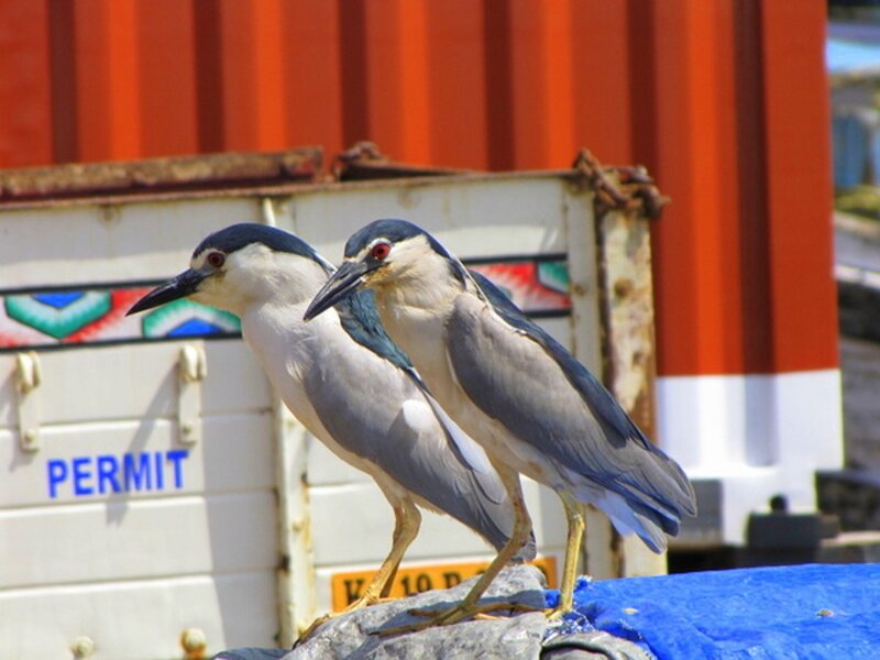 Two Black-crowned Herons