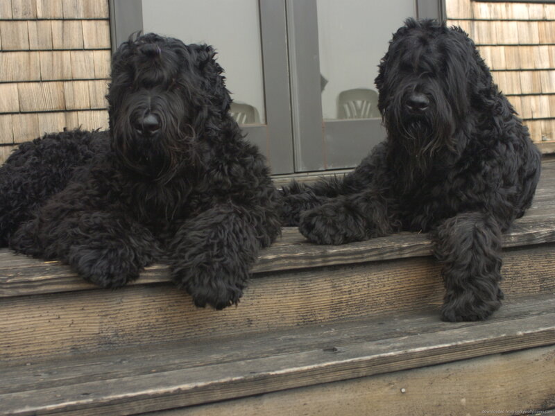 Two Black Dogs — Calm