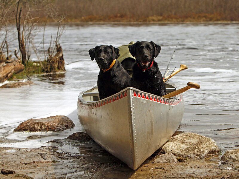 Two Black Dogs in Canoe — Calm