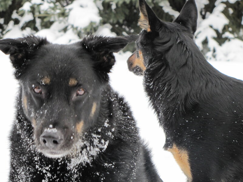 Two Black Dogs in Snow