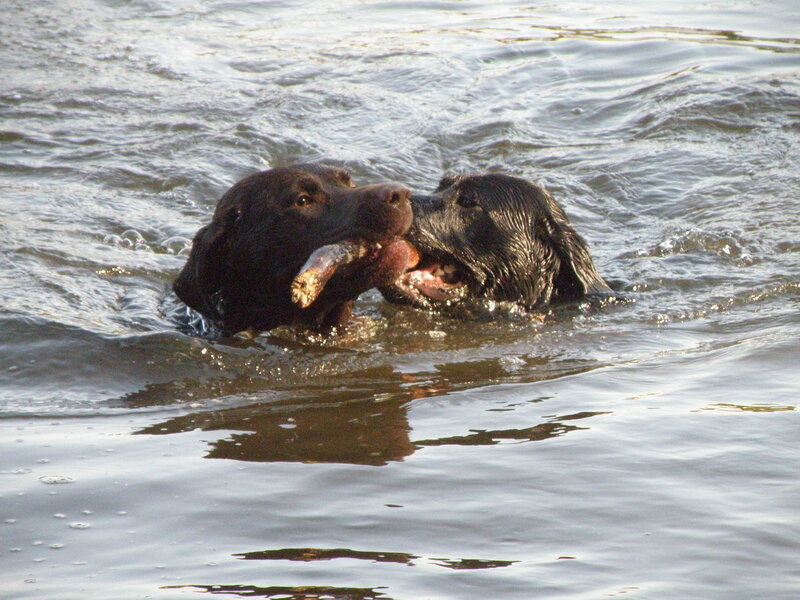 Two Black Dogs in Water