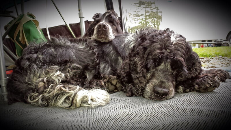 Two Black Dogs Lying