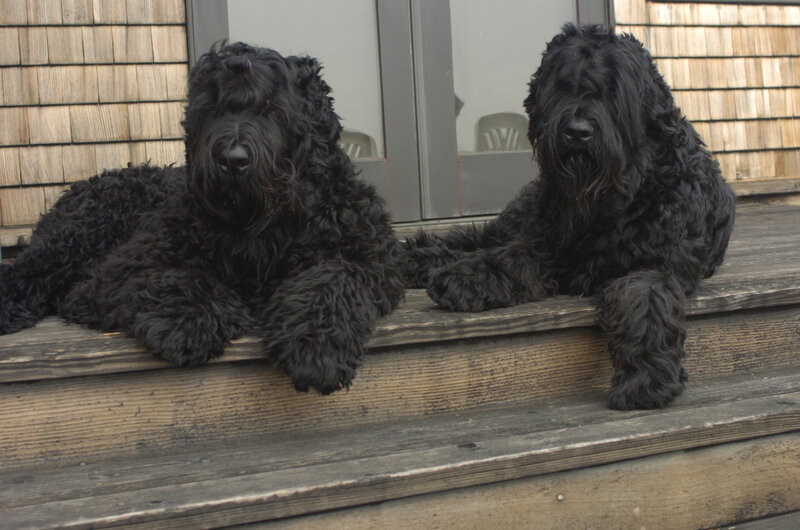 Two black dogs on a porch