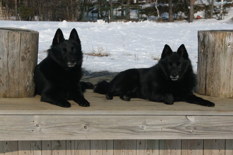 Two Black Dogs on Bench