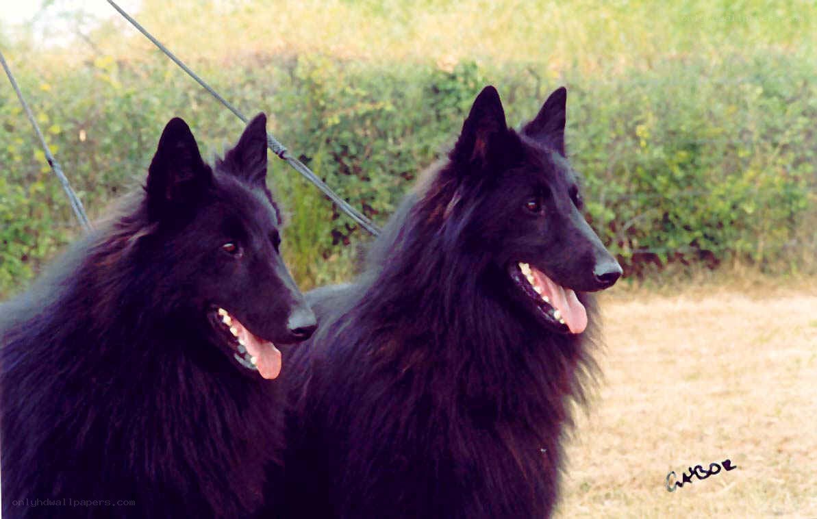 two black dogs outdoors