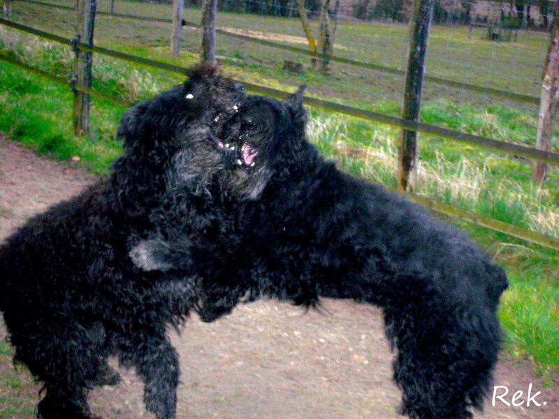 Two Black Dogs Playing