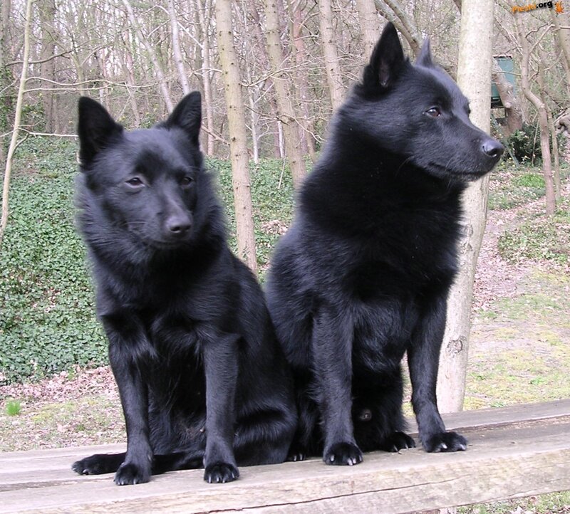 Two Black Dogs Sitting