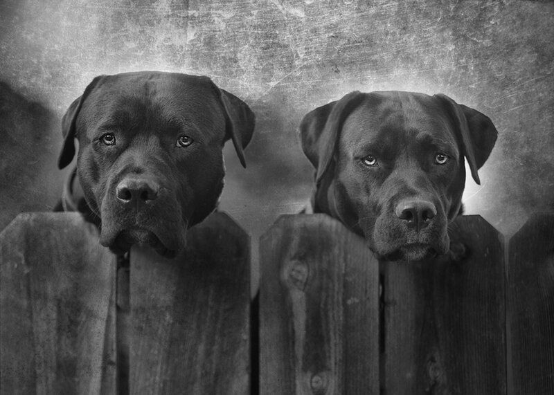 Two Black Dogs