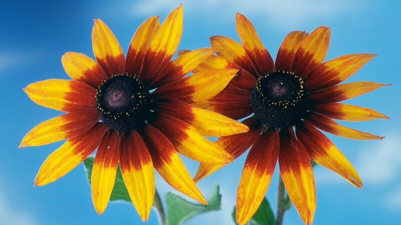 Two Black-eyed Susan Flowers